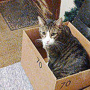 Jack joined the competition — help win amazing prizes! cat, tabby_cat, cardboard_box, indoor, pet, animal, fur, whiskers, green_eyes, floor_mat, brick_wall, plant, cozy, looking_at_camera, sitting, box, curious, feline, home, domestic_animal