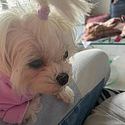 Ventoline participe au concours pour gagner de l'argent avec cette photo : casual, closeup, clothing, cozy, cute, dog, fur, glass_table, hair_tie, indoor, jeans, lap, living_room, person, pet, puppy, purple_sweater, resting, small_dog, white_dog