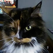 Sissy is registered to the contest to win money with this photo: animal, black, brown, cat, close_up, domestic, ears, face, feline, fluffy, fur, green_eyes, household, indoor, mammal, pet, portrait, whiskers, white