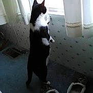Pringles is registered to the contest to win money with this photo: cat, black_and_white_cat, standing, looking_out, window, curtain, slippers, carpet, indoor, pet, paws, silhouette, backlit, home, curiosity, domestic, floor, room, cozy, feline