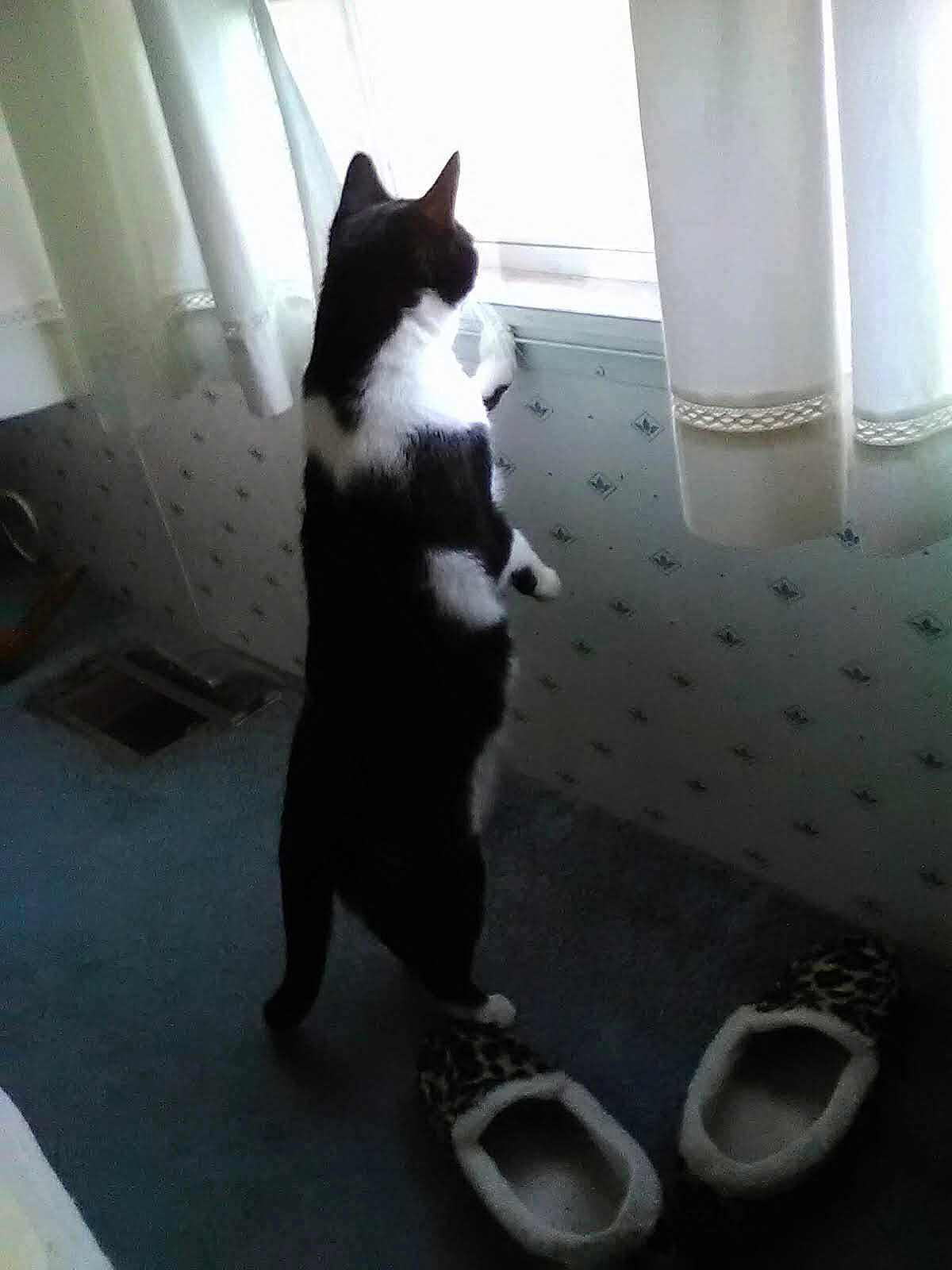 Pringles is registered to the contest to win money with this photo: cat, black_and_white_cat, standing, looking_out, window, curtain, slippers, carpet, indoor, pet, paws, silhouette, backlit, home, curiosity, domestic, floor, room, cozy, feline