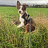 dog, puppy, sitting, grass, field, outdoor, leash, harness, brown, white, nature, sky, cloudy, animal, canine, pet, young, ears, fur, alert