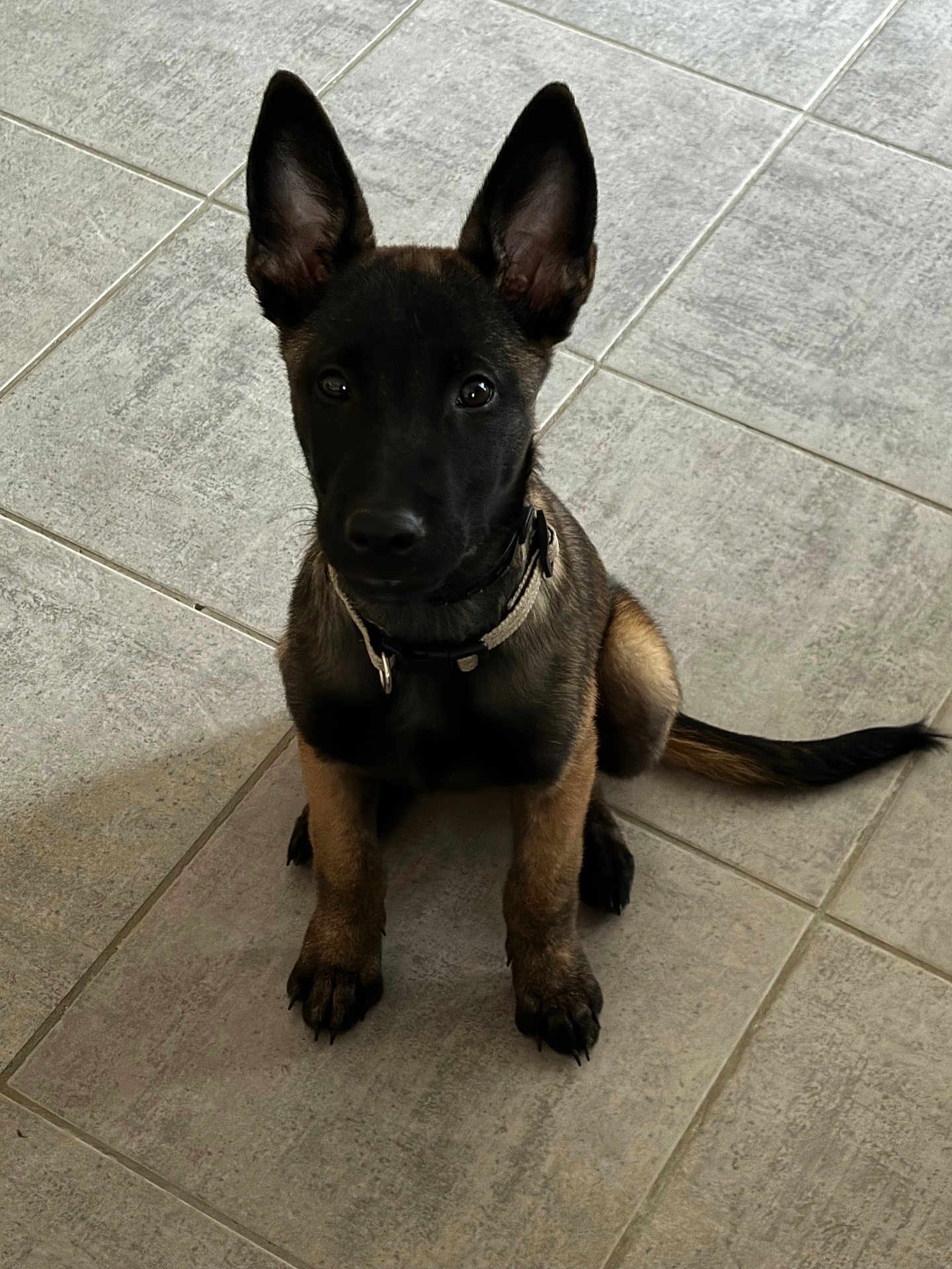 Alba