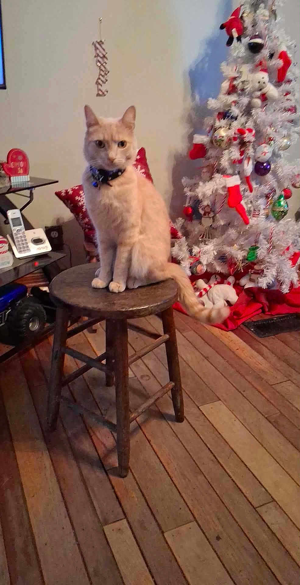 Prince joined the competition — help win amazing prizes! cat, stool, wooden_floor, christmas_tree, ornaments, stockings, holiday_decor, indoor, feline, pet, decorations, red_pillow, table, telephone, living_room, wood, festive, home, animal, christmas