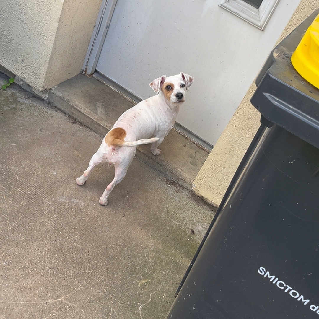 Câline participe au concours pour gagner de l'argent avec cette photo : accessories, animal, bulldog, can, canine, chihuahua, city, dog, flagstone, path, pet, puppy, road, slate, strap, street, tin, trashcan, urban, walkway