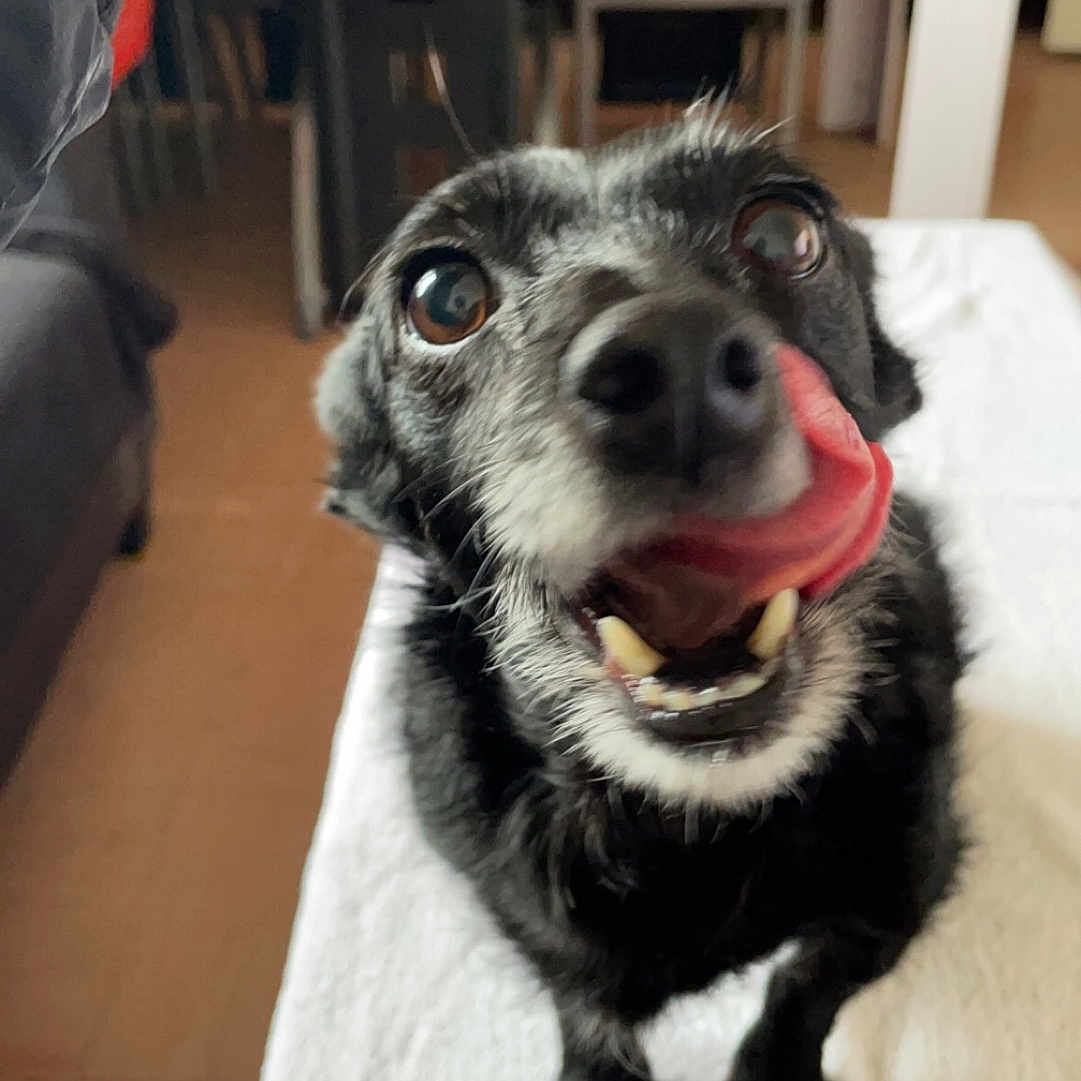 Belle a rejoint le concours — aidez-le/la à gagner de superbes lots ! accessories, animal, architecture, bag, building, canine, diningroom, diningtable, dog, face, furniture, head, indoors, person, pet, photography, portrait, puppy, room, table