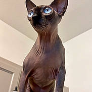 Doja joined the competition — help win amazing prizes! blue_eyes, cat, close_up, curious, feline, gaze_up, hairless_cat, indoor, kitchen, large_ears, minimal_background, paws, pet, portrait, refrigerator, smooth_skin, sphynx_cat, standing, whisker_spots, wrinkled_skin