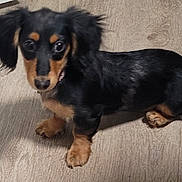 Lolah joined the competition — help win amazing prizes! dog, puppy, dachshund, black, tan, floor, wooden_floor, pet, animal, canine, indoor, small_dog, looking, shadow, ears, fur, cute, young, domestic_animal, companion