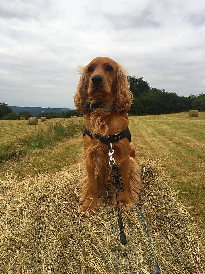 Muscat a rejoint le concours — aidez-le/la à gagner de superbes lots ! american_cocker_spaniel, carnivoran, companion_dog, dog, dog_breed, dog_like_mammal, english_cocker_spaniel, grass, grass_family, hunting_dog, irish_setter, setter, snout, spaniel, sussex_spaniel