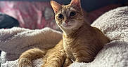 Pickles joined the competition — help win amazing prizes! animal, blanket, cat, comfortable, cozy, curious, cute, feline, fur, home, indoor, light, orange_tabby, pet, relaxed, resting, sleepy, soft, whiskers, window