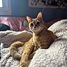 Pickles joined the competition — help win amazing prizes! cat, orange_tabby, pet, animal, feline, cozy, blanket, indoor, relaxed, fur, whiskers, cute, curious, soft, sleepy, home, window, light, comfortable, resting