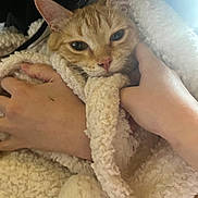 Pickles joined the competition — help win amazing prizes! cat, orange_tabby, blanket, hands, cozy, snuggling, close_up, soft_lighting, fur, pet, comfort, warmth, indoor, relaxation, cute, animal, domestic, face, whiskers, portrait