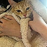 cat, orange_tabby, blanket, hands, cozy, snuggling, close_up, soft_lighting, fur, pet, comfort, warmth, indoor, relaxation, cute, animal, domestic, face, whiskers, portrait