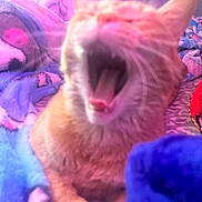 Pickles joined the competition — help win amazing prizes! cat, orange_cat, yawning, blurry, blanket, colorful, purple, pink, cozy, indoor, pet, feline, fur, mouth_open, animal, resting, soft_texture, warm, sleepy, closeup