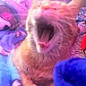 cat, orange_cat, yawning, blurry, blanket, colorful, purple, pink, cozy, indoor, pet, feline, fur, mouth_open, animal, resting, soft_texture, warm, sleepy, closeup