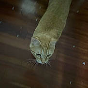Pickles joined the competition — help win amazing prizes! animal, blur, blurred, brown, cat, domestic_animal, feline, floor, fur, ginger_cat, head, indoor, looking_down, mammal, orange, pet, small_debris, walking, whiskers, wooden_floor