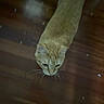 animal, blur, blurred, brown, cat, domestic_animal, feline, floor, fur, ginger_cat, head, indoor, looking_down, mammal, orange, pet, small_debris, walking, whiskers, wooden_floor