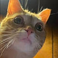 Cohen D.