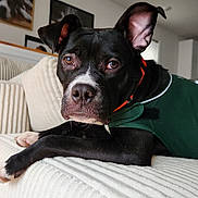 Marly is registered to the contest to win money with this photo: dog, pet, black_dog, white_markings, couch, pillow, indoor, close_up, harness, collar, attentive, ears_up, whiskers, nose, paws, living_room, framed_picture, wall_art, cozy, portrait