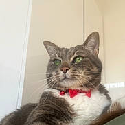 Gribouille a rejoint le concours — aidez-le/la à gagner de superbes lots ! alert, animal, bow_tie, cat, close_up, companionship, cute, cute_pet, domestic_animal, feline, fur, green_eyes, household, indoor, mammal, pet, portrait, relaxed, tabby, whiskers