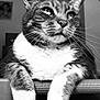 animal, background, black_and_white, cat, close_up, feline, fur, home, indoor, looking_away, paws, pet, photo_frame, portrait, relaxed, resting, soft_light, tabby, texture, whiskers