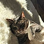 Gribouille a rejoint le concours — aidez-le/la à gagner de superbes lots ! animal, blanket, cat, closeup, cozy, cute, domestic, ears, feline, fur, indoor, paw, pet, relaxed, resting, sleepy, soft, sunlight, tabby, whiskers