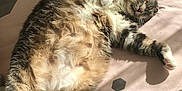 Gribouille participe au concours pour gagner de l'argent avec cette photo : animal, bed, cat, cozy, cute, feline, fluffy, fur, indoor, nap, peaceful, pet, pink_bed_sheet, relaxed, resting, sleeping, striped_fur, sunlight, whiskers, white_paws
