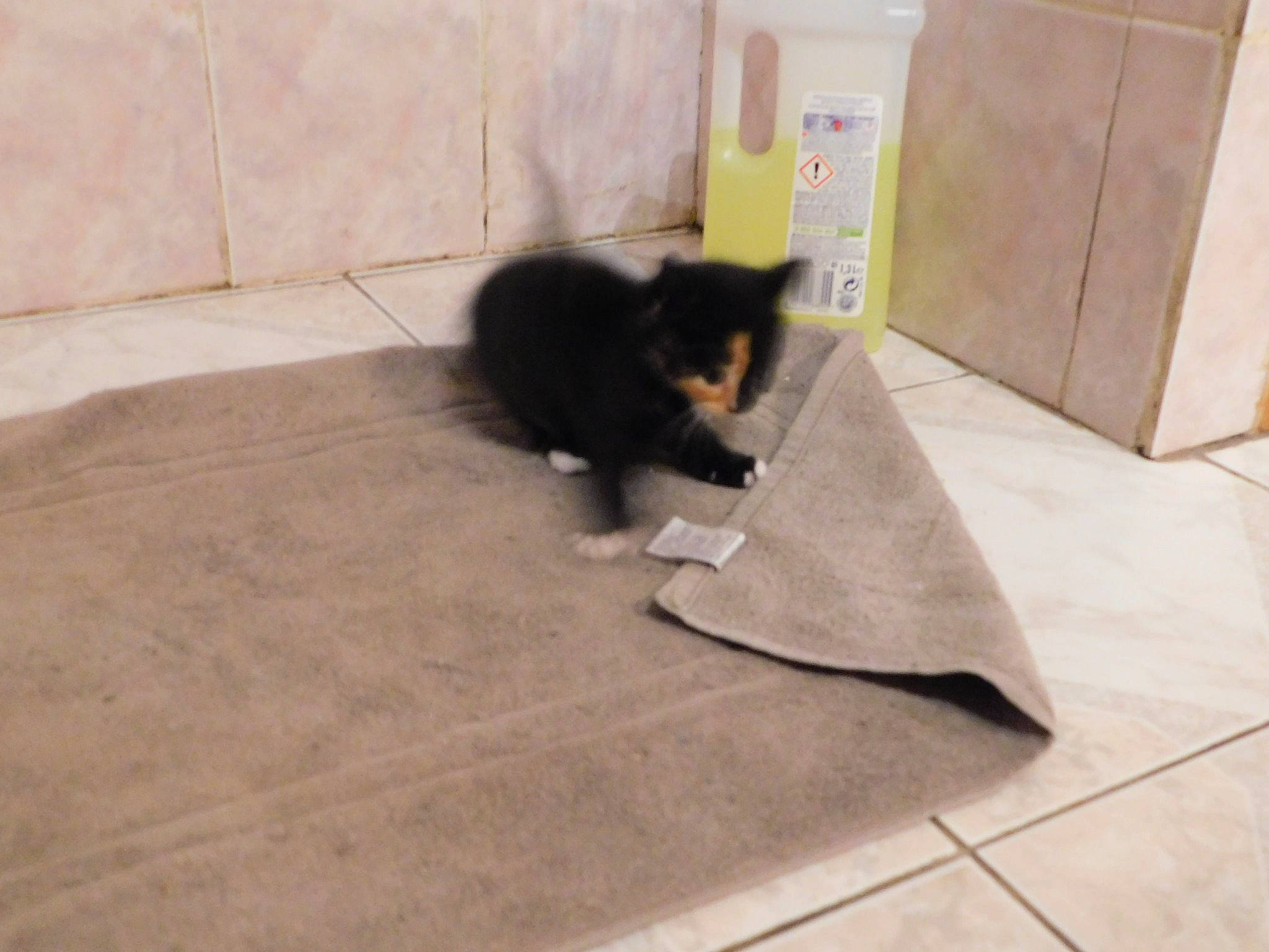 Moka a rejoint le concours — aidez-le/la à gagner de superbes lots ! black_cat, carnivore, cat, domestic_short_haired_cat, felidae, floor, flooring, hardwood, kitten, laminate_flooring, small_to_medium_sized_cats, tail, tile, whiskers, wood