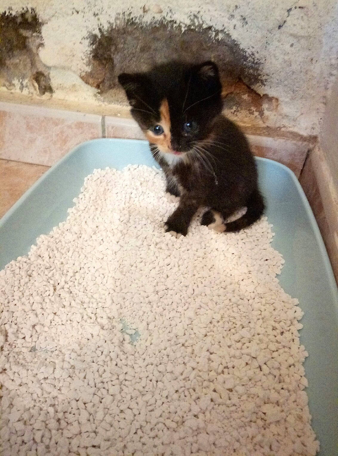 Moka a rejoint le concours — aidez-le/la à gagner de superbes lots ! carnivore, cat, domestic_short_haired_cat, european_shorthair, felidae, kitten, litter_box, polydactyl_cat, sand, small_to_medium_sized_cats, whiskers