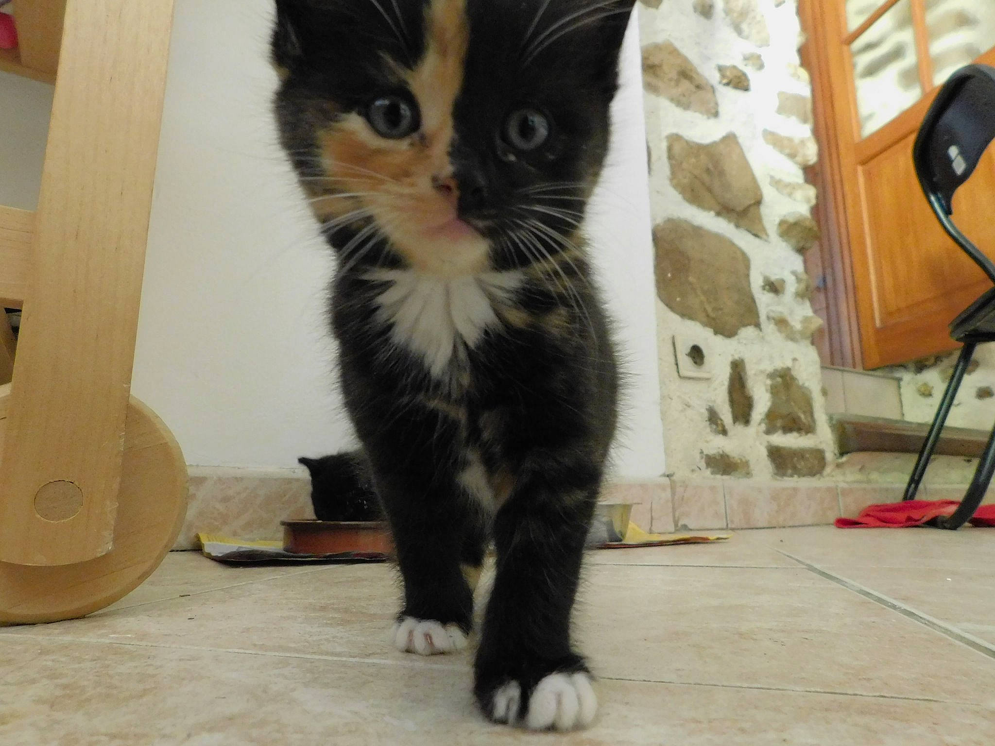 Moka participe au concours pour gagner de l'argent avec cette photo : asian, black_cat, carnivore, cat, claw, domestic_short_haired_cat, european_shorthair, fawn, felidae, fur, kitten, leg, mammal, ojos_azules, paw, polydactyl_cat, small_to_medium_sized_cats, snout, tail, whiskers