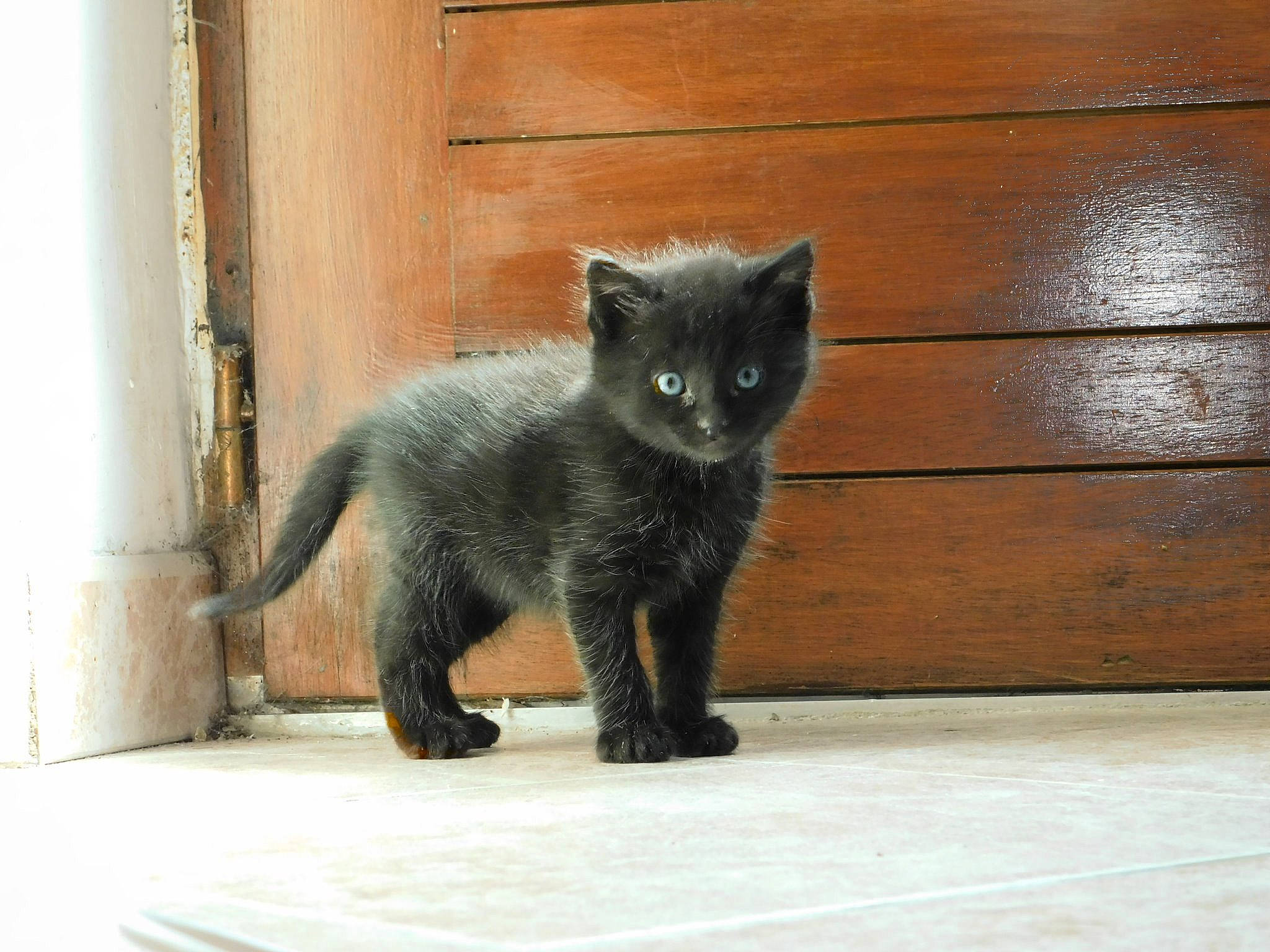 Nunuche a rejoint le concours — aidez-le/la à gagner de superbes lots ! asian, black_cat, carnivore, cat, chartreux, domestic_short_haired_cat, european_shorthair, felidae, kitten, korat, mammal, nebelung, russian_blue, small_to_medium_sized_cats, snout, tail, vertebrate, whiskers, wood