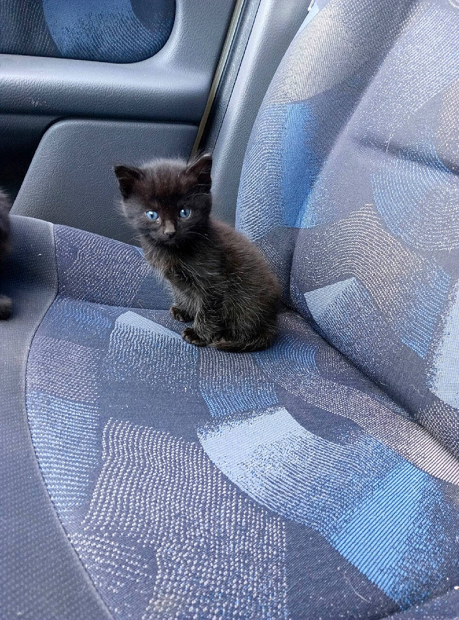 Nunuche a rejoint le concours — aidez-le/la à gagner de superbes lots ! asian, carnivore, cat, domestic_short_haired_cat, european_shorthair, felidae, floor, fur, german_rex, kitten, small_to_medium_sized_cats, tail, whiskers