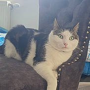 Kenny participe au concours pour gagner de l'argent avec cette photo : cat, green_eyes, chair, indoor, furniture, relaxed, pet, fur, window, natural_light, domestic_animal, resting, white_and_black, wooden_leg, home, cozy, comfortable, living_space, curtains, radiator