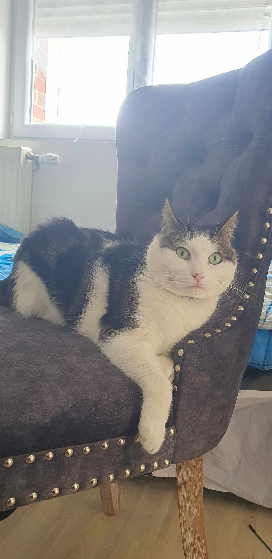 Kenny participe au concours pour gagner de l'argent avec cette photo : cat, green_eyes, chair, indoor, furniture, relaxed, pet, fur, window, natural_light, domestic_animal, resting, white_and_black, wooden_leg, home, cozy, comfortable, living_space, curtains, radiator
