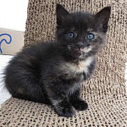 Missy joined the competition — help win amazing prizes! kitten, cat, feline, blue_eyes, fur, pet, cute, animal, indoor, scratch_pad, texture, small, young, sitting, curious, whiskers, black_fur, close_up, portrait, domestic_animal