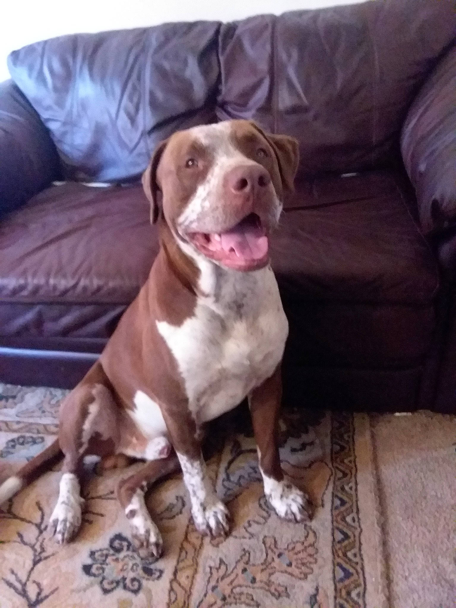 Butterbean joined the competition — help win amazing prizes! american_pit_bull_terrier, american_staffordshire_terrier, canidae, carnivore, dog, dog_breed, fawn, mammal, non_sporting_group, pit_bull, rare_breed_dog, sporting_group, vertebrate