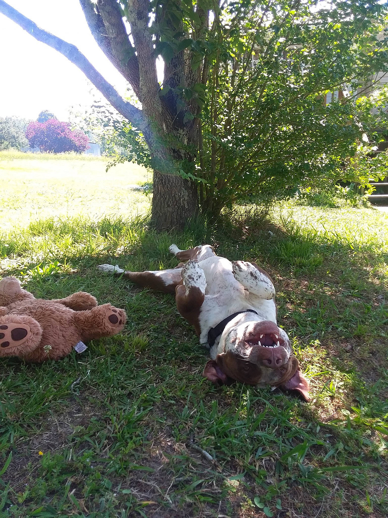 Butterbean joined the competition — help win amazing prizes! adaptation, canidae, fawn, grass, plant, sporting_group, tree