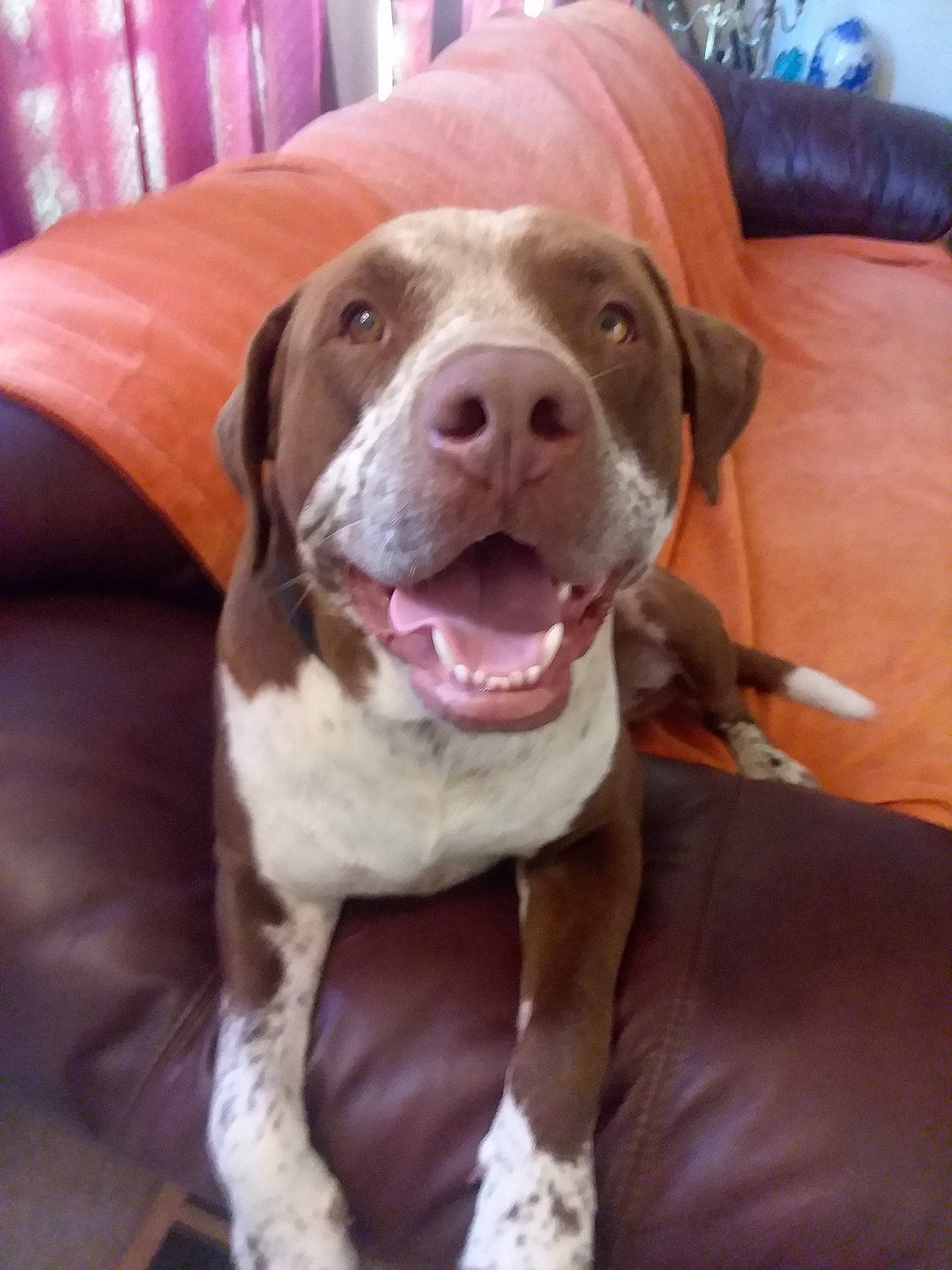 Butterbean joined the competition — help win amazing prizes! american_pit_bull_terrier, american_staffordshire_terrier, bandog, beagador, bully_kutta, canidae, carnivore, catahoula_bulldog, dog, dog_breed, fawn, hunting_dog, mammal, non_sporting_group, pit_bull, pointer, rare_breed_dog, snout, sporting_group, vertebrate