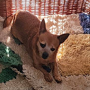 Rosa participe au concours pour gagner de l'argent avec cette photo : dog, small_dog, brown_dog, pet, indoors, basket, woven_basket, rug, fluffy_rug, sunlight, shadows, cozy, resting, animal, cute, comfort, home, floor, relaxation, warm_light