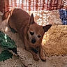 dog, small_dog, brown_dog, pet, indoors, basket, woven_basket, rug, fluffy_rug, sunlight, shadows, cozy, resting, animal, cute, comfort, home, floor, relaxation, warm_light