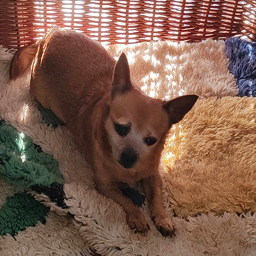 Rosa participe au concours pour gagner de l'argent avec cette photo : dog, small_dog, brown_dog, pet, indoors, basket, woven_basket, rug, fluffy_rug, sunlight, shadows, cozy, resting, animal, cute, comfort, home, floor, relaxation, warm_light