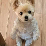 Daisy joined the competition — help win amazing prizes! dog, small_dog, fluffy, sitting, wooden_floor, pet, cute, ears, fur, looking_up, indoor, animal, companion, adorable, curious, portrait, friendly, domestic, canine, paws