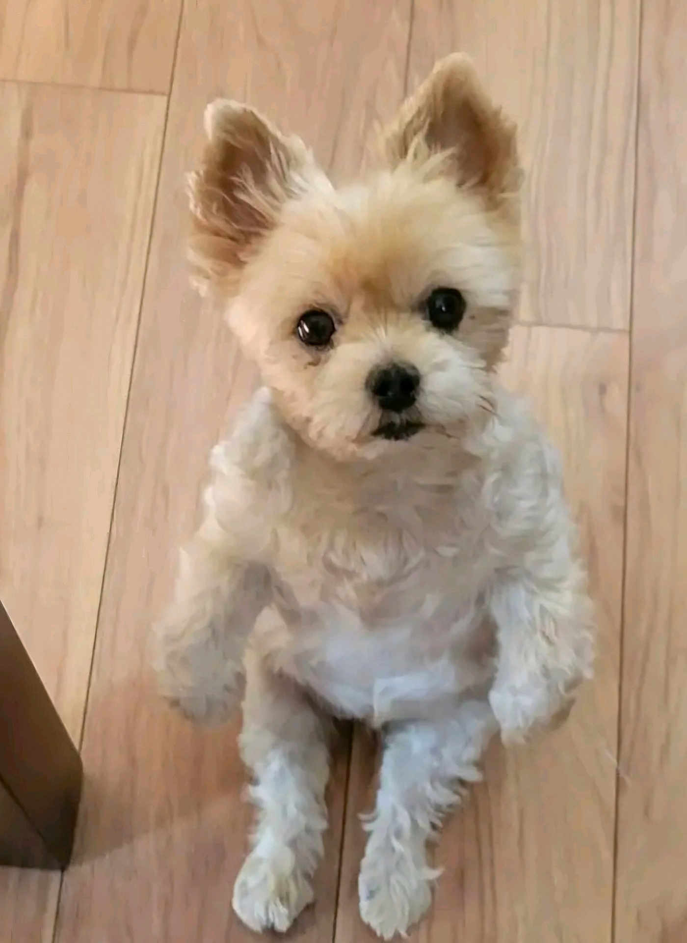 Daisy