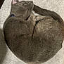 Sage joined the competition — help win amazing prizes! animal, blanket, cat, cozy, curled_up, cute, domestic_cat, feline, fur, grey_cat, indoor, mammal, peaceful, pet, quiet, relaxed, resting, sleeping, tail, whiskers