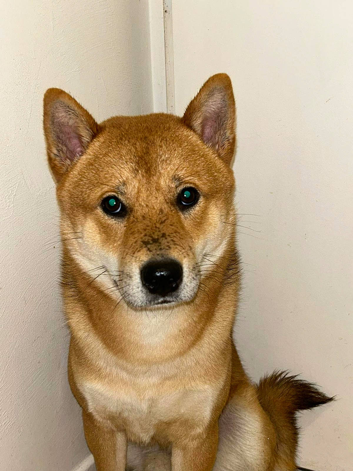 Sun participe au concours pour gagner de l'argent avec cette photo : ancient_dog_breeds, canidae, canis, carnivore, companion_dog, dingo, dog, dog_breed, fawn, fur, non_sporting_group, snout, spitz, sporting_group, tail, terrestrial_animal, whiskers, working_animal