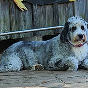 Gracie Ray is registered to the contest to win money with this photo: dog, animal, pet, outdoor, laying_down, gray, white, fur, collar, wooden_fence, stone_patio, calm, relaxed, daylight, nature, mammal, domestic_animal, canine, portrait, side_view