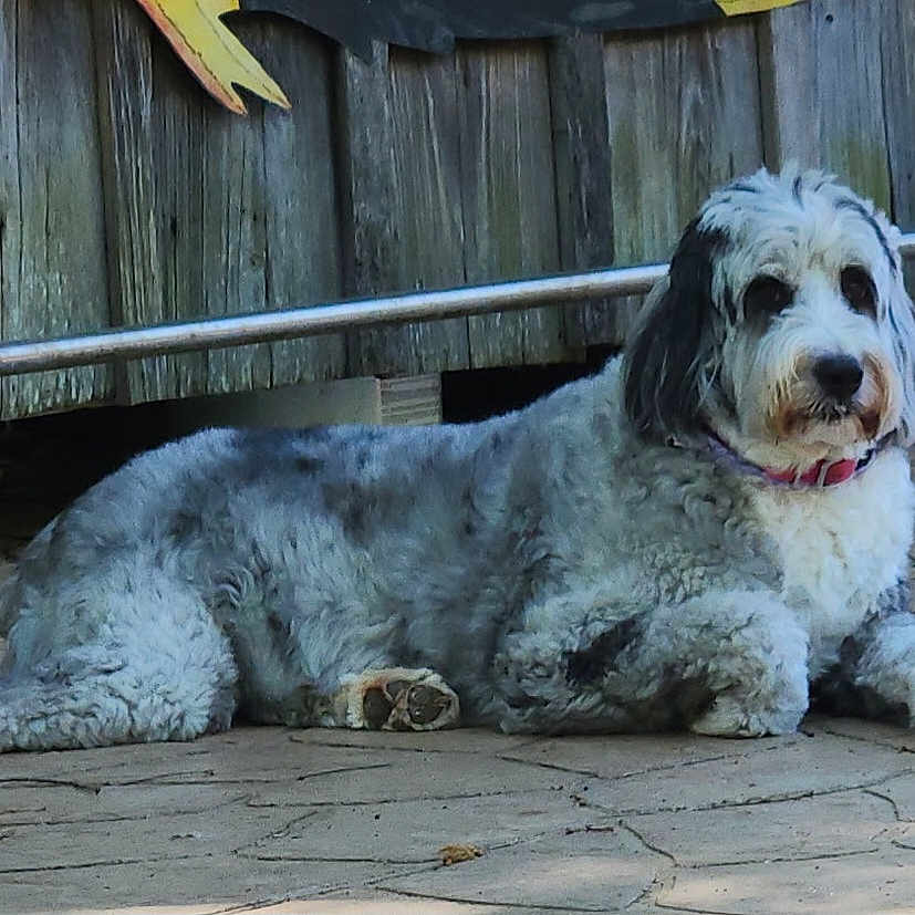 Gracie Ray is registered to the contest to win money with this photo: dog, animal, pet, outdoor, laying_down, gray, white, fur, collar, wooden_fence, stone_patio, calm, relaxed, daylight, nature, mammal, domestic_animal, canine, portrait, side_view