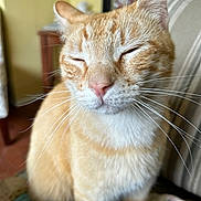 Pikachu is registered to the contest to win money with this photo: cat, orange_tabby, whiskers, indoor, pet, feline, close_up, sleepy, animal, cute, domestic_cat, fur, face, ear, nose, soft_light, cozy, background, striped, relaxed