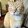 Pikachu is registered to the contest to win money with this photo: animal, background, cat, close_up, cozy, cute, domestic_cat, ear, face, feline, fur, indoor, nose, orange_tabby, pet, relaxed, sleepy, soft_light, striped, whiskers
