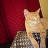 Pikachu joined the competition — help win amazing prizes! cat, orange_tabby, sleeping, blanket, patterned_blanket, red_background, quilted, cozy, relaxed, pet, indoor, feline, whiskers, paw, resting, cute, animal, fur, domestic_cat, close_up